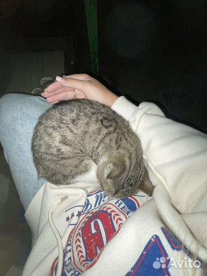 Лаской ручной котенок ищет дом