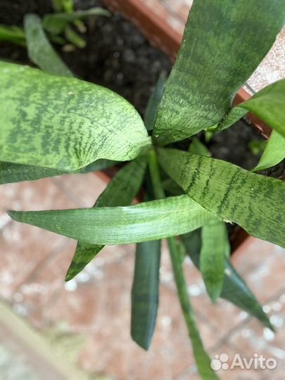 Сансевиерия или Тёщин язык