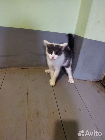 Кошка в дар