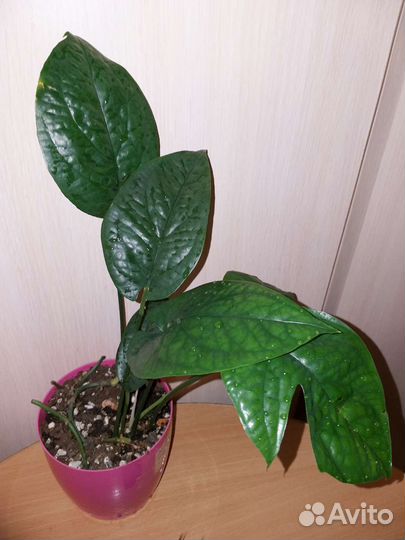 Филодендроны и другие ароидные