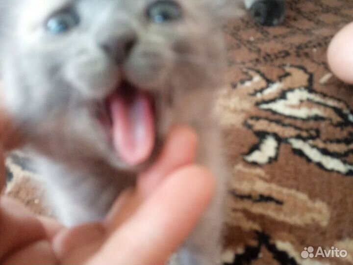 Возьмите его пожалуйста