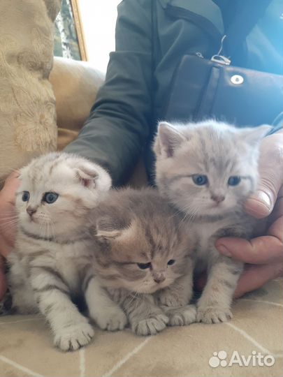 Кошки
