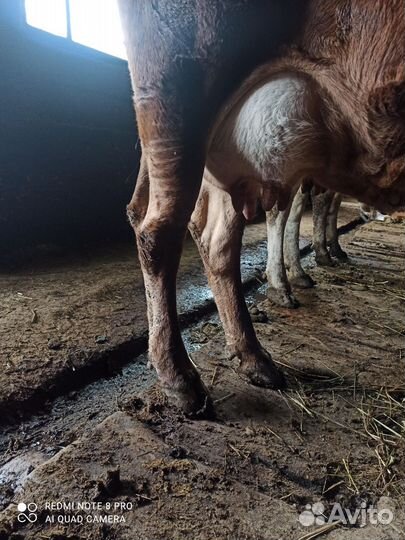 Корова дойная