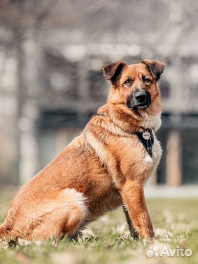 Собака в добрые руки