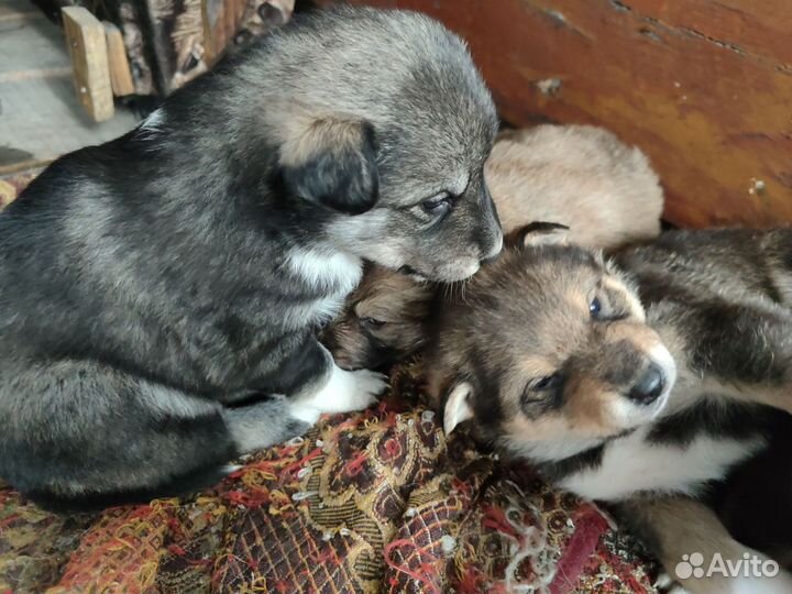 Щенки от лайки в добрые руки