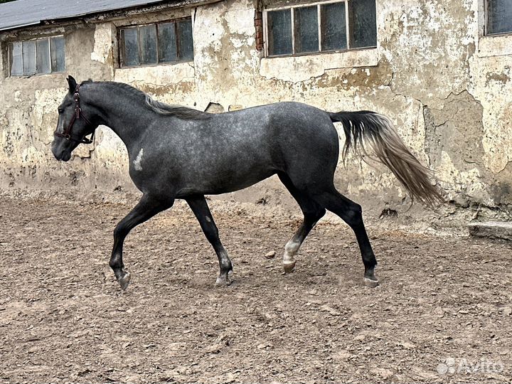 Жеребец орловский рысак