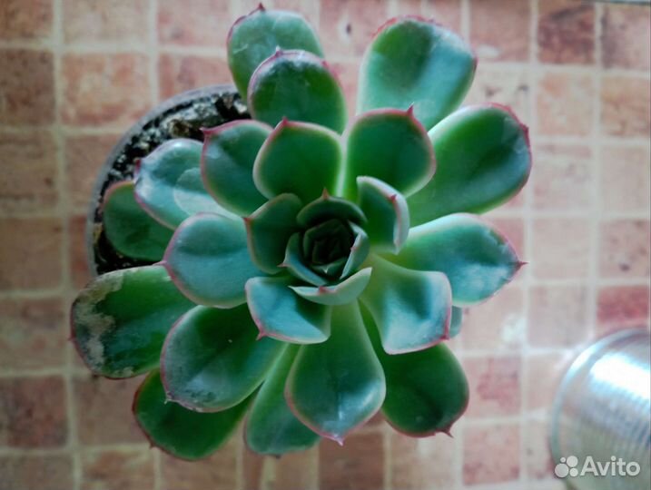 Суккуленты