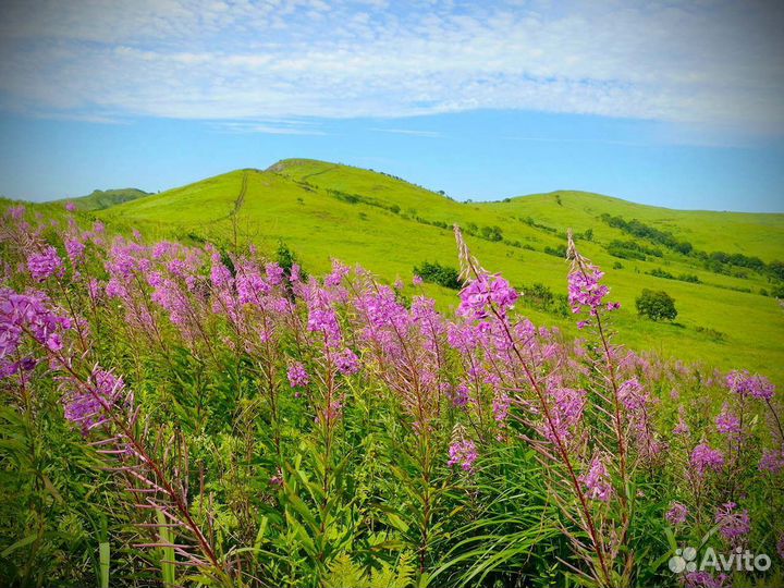 Иван-чай 1кг без кофеина, выверенная ферментация