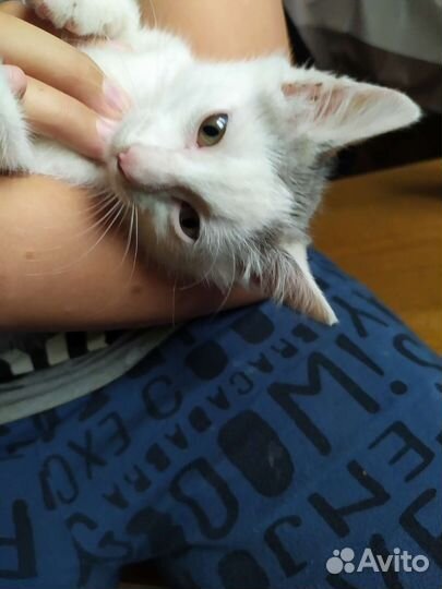Котенок