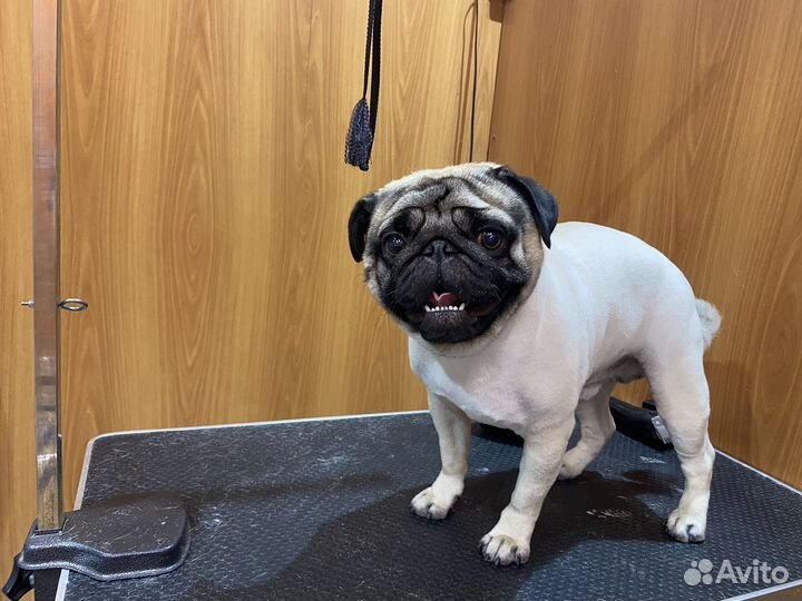 Груминг собак и кошек