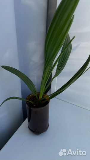 Финиковая пальма