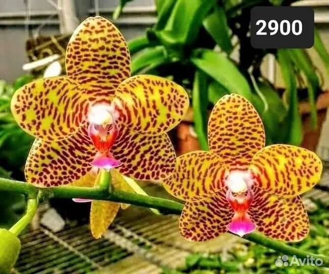 Орхидеи подростки