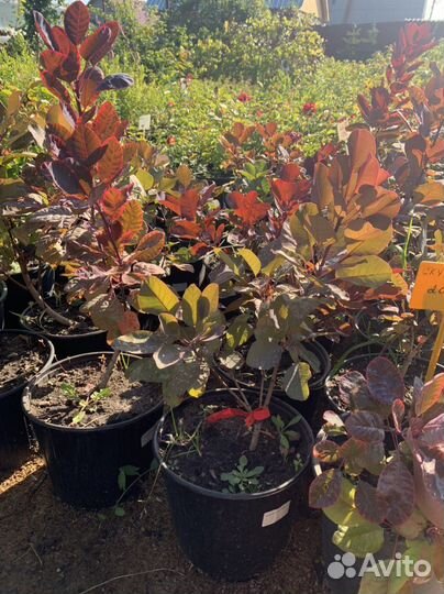 Скумпия саженцы