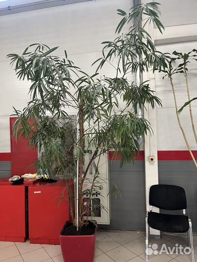 Фикус макллланда