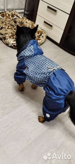 Одежда для маленьких собак xs
