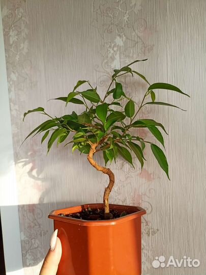 Фикус бенджамина