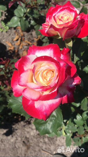 Саженцы роз