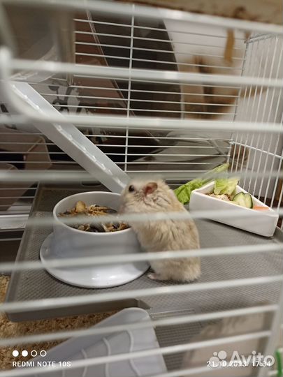 Персиковый джунгарик с клеткой