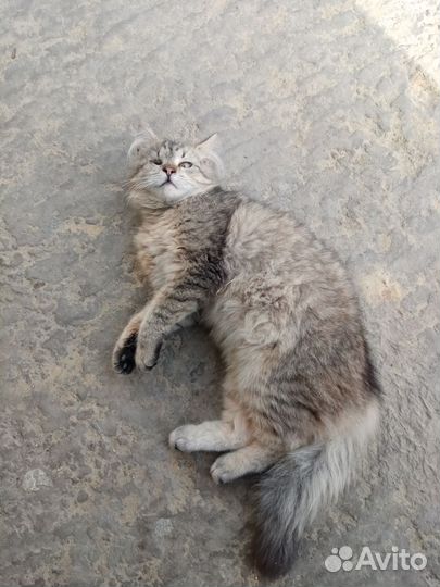 Котик-подросток