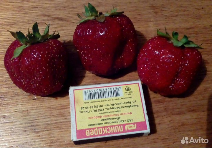 Рассада клубники Лорд и др