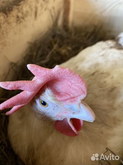 Домашние куриные яйца, мясо бройлера, мясо кролика