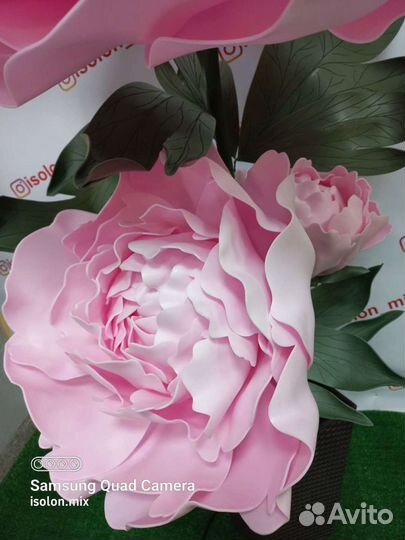 Ростовой пион с подсветкой