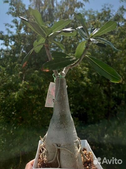 Адениум taste OF love (kasumi) Взрослое растение