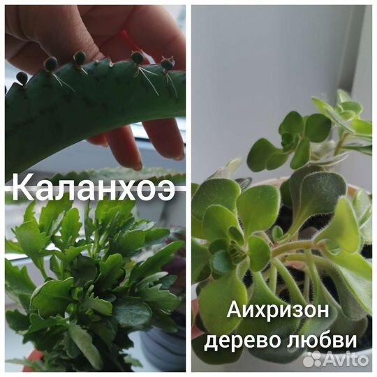 Бегония, хойя