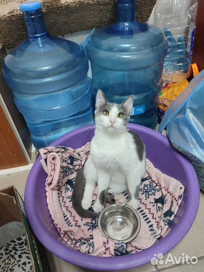 Кошка Аэлита ищет дом