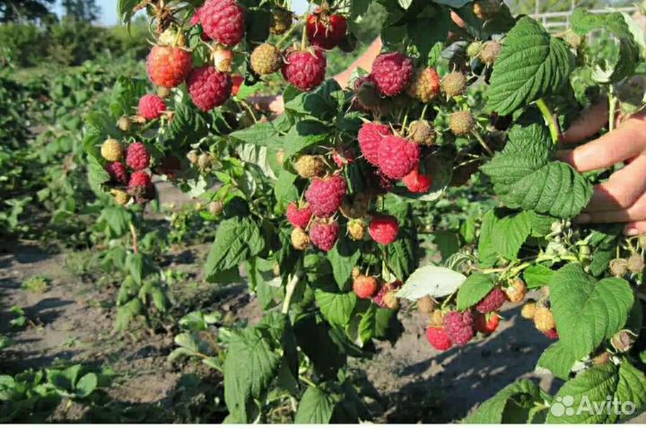 Малина дерево