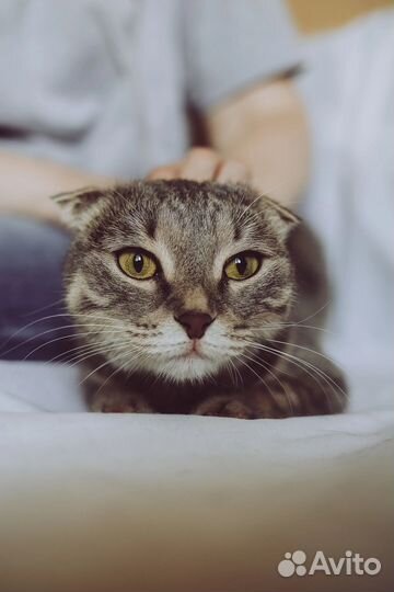 Кошка