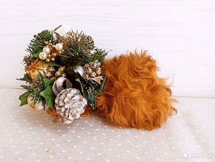 Морская свинка