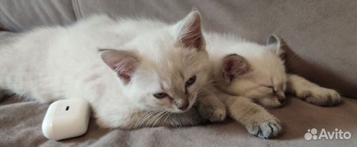 Котята тайские 2 месяца, 3 мальчика