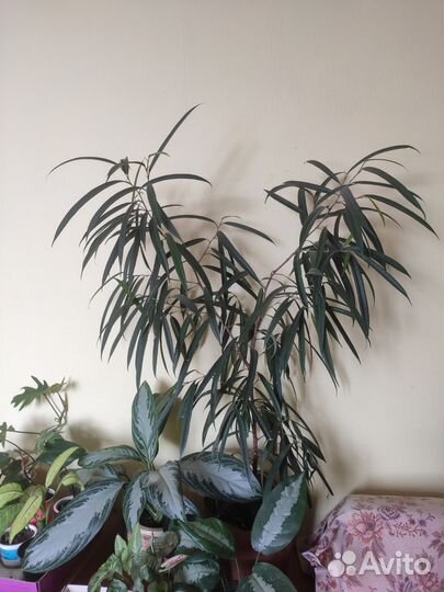 Фикус Али взрослый