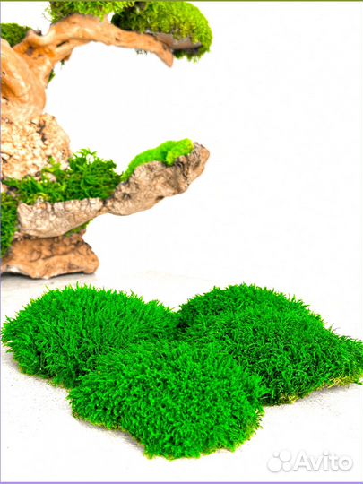 Стабилизированный мох ковер ягель кочка