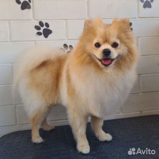 Стрижка животных. Грумер