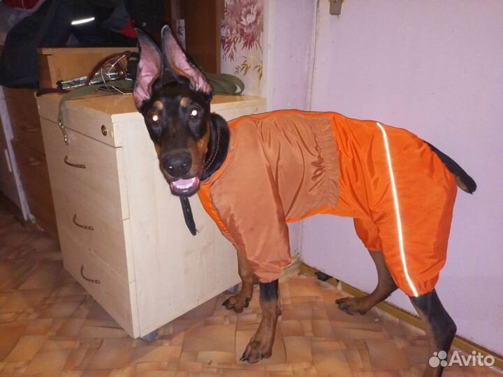 Дождевик для собак