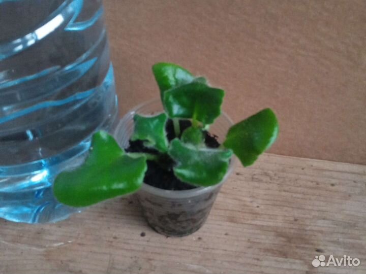 Глоксиния и другое