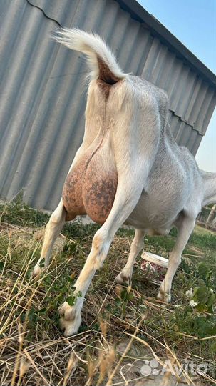 Козы дойные