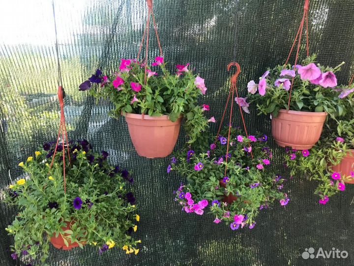 Цветы для дома и сада. Однолетние и многолетние