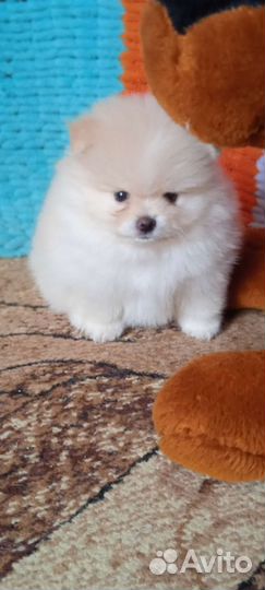 Щенки шпица