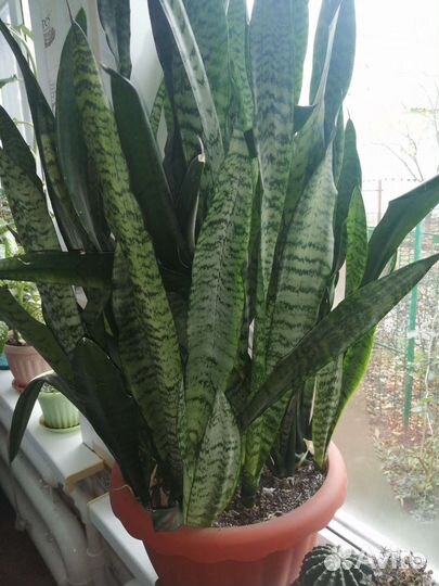 Сансевиерия