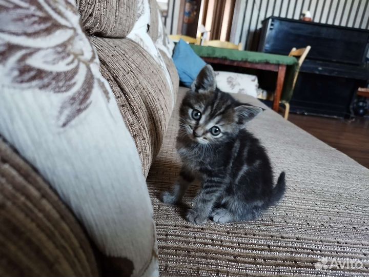 Котята в добрые руки 2 мальчика 1 девочка