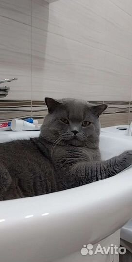 Британский кот для вязки