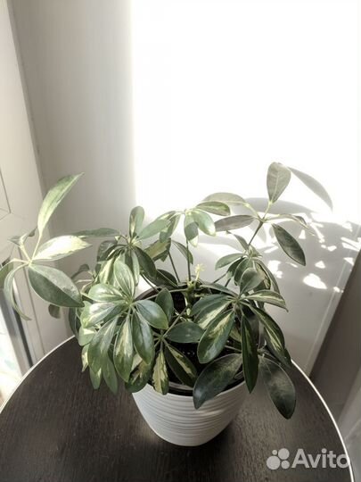 Шеффлера. Комнатные цветы