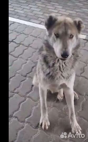 Миша ждёт поддержки доброго человека