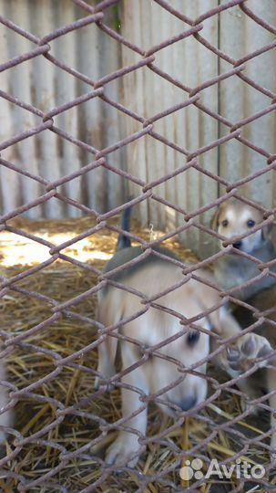 Продаются щенки Русская гончая