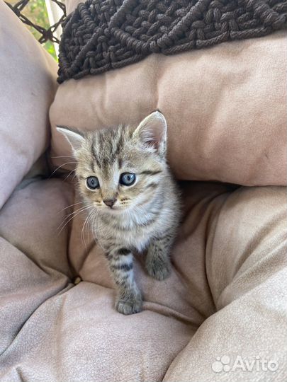 Котята Вискас