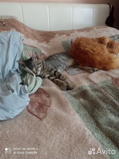 Экзотический метис из Абхазии