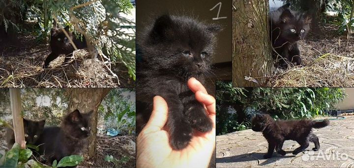 Котята - три черных мальчика и трехцветная девочка